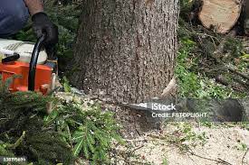 Best Emergency Tree Removal  in , CT
